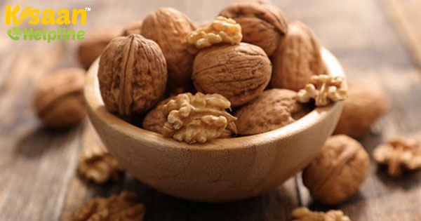 स्वास्थ्य और प्रतिरक्षा में सुधार के लिए अपने आहार में इन विटामिन-बी रिच प्लांट-आधारित खाद्य पदार्थों को शामिल करें